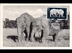 DDR 1956, Maximumkarte 5 Pf. Elefanten m. Stpl. Berlin Friedrichsfelde Tierpark