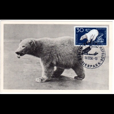 DDR 1956, Maximumkarte 30 Pf. Eisbär m. Stpl. Berlin Friedrichsfelde Tierpark