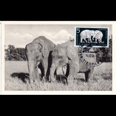 DDR 1956, Maximumkarte 5 Pf. Elefanten m. Stpl. Berlin Friedrichsfelde Tierpark