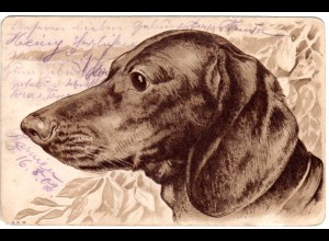 Dackel, 1902 gebr. Hunde Präge-AK