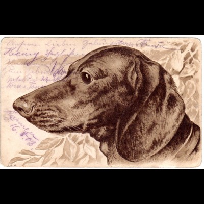 Dackel, 1902 gebr. Hunde Präge-AK