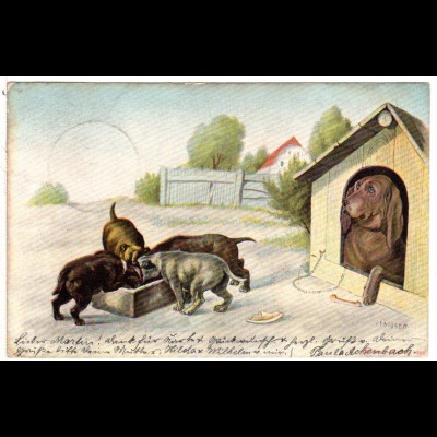 Hündin m. Welpen am Futtertrog, 1903 gebr. Hunde Farb-AK