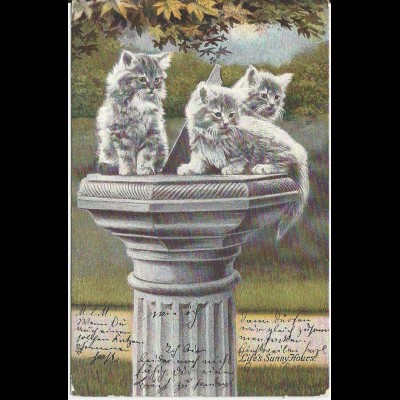 Katzen auf Gartensäule, 1905 gebr. Tier AK